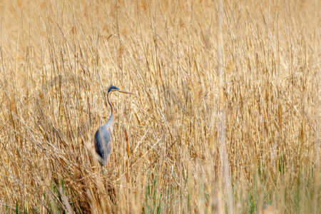 Purpurreiher (Ardea purpurea) auf einem Nest während der Brutzeit Purpurreiher (Ardea purpurea)