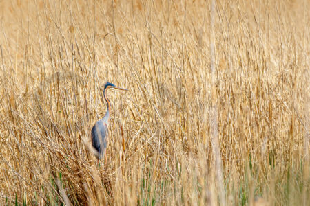 Purpurreiher (Ardea purpurea)