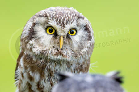 Portrait eines männlichen Raufußkauz (Aegolius funereus) Raufußkauz (Aegolius funereus)