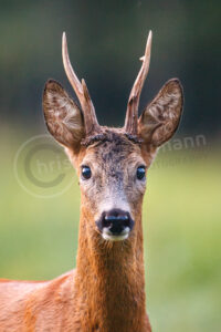 Reh (Capreolus capreolus)