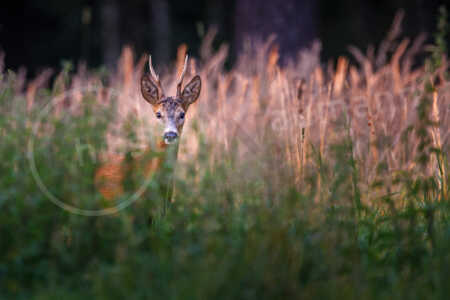 Reh (Capreolus capreolus) Reh (Capreolus capreolus)