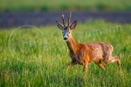 Reh (Capreolus capreolus)