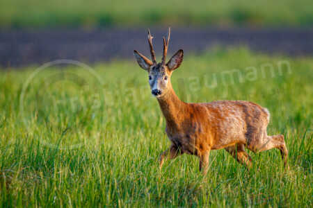 Ein Kapitaler alter Rehbock (Capreolus capreolus) steht im Frühling auf einer Wiese. Der dunkle, leicht graue Kopf deutet auf einen alten Rehbock hin. Reh (Capreolus capreolus)