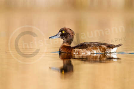 Reiherente (Aythya fuligula) Reiherente (Aythya fuligula)