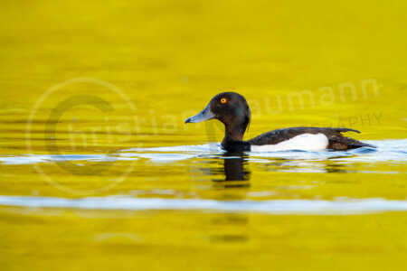Reiherente (Aythya fuligula) Reiherente (Aythya fuligula)