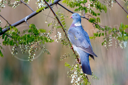 Ringeltaube (Columba palumbus)