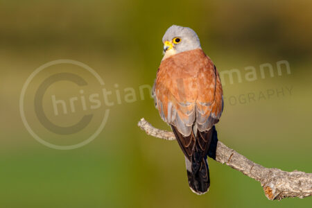 Rötelfalke (Falco naumanni) Rötelfalke (Falco naumanni)