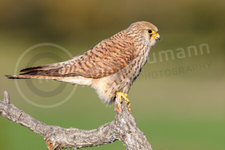 Rötelfalke (Falco naumanni) Rötelfalke (Falco naumanni)
