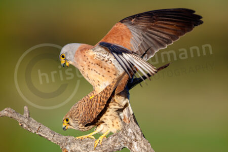 Rötelfalke (Falco naumanni) Rötelfalke (Falco naumanni)