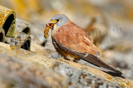 Rötelfalke (Falco naumanni) Rötelfalke (Falco naumanni)