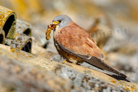 Rötelfalke (Falco naumanni) Rötelfalke (Falco naumanni)