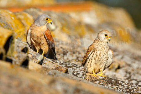 Rötelfalke (Falco naumanni) Rötelfalke (Falco naumanni)
