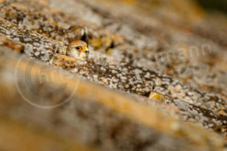 Rötelfalke (Falco naumanni) Rötelfalke (Falco naumanni)