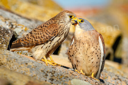 Rötelfalke (Falco naumanni)