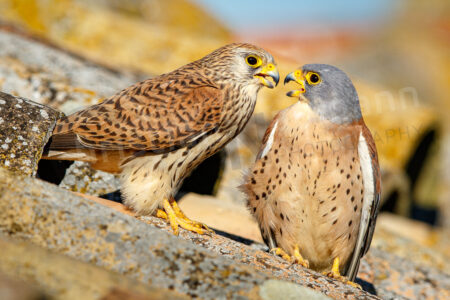 Rötelfalke (Falco naumanni) Rötelfalke (Falco naumanni)