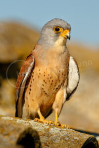 Rötelfalke (Falco naumanni) Rötelfalke (Falco naumanni)