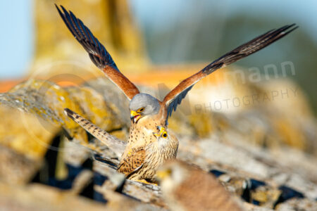 Rötelfalke (Falco naumanni) Rötelfalke (Falco naumanni)
