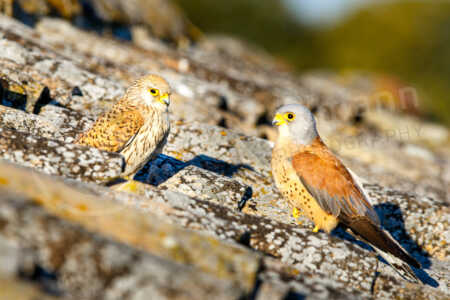 Rötelfalke (Falco naumanni) Rötelfalke (Falco naumanni)
