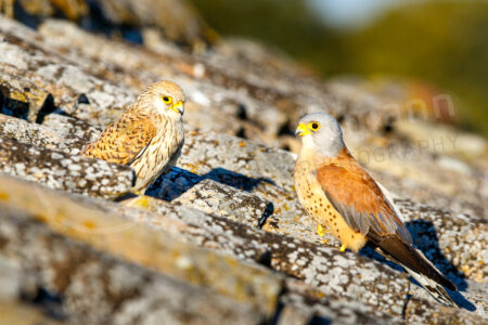 Rötelfalke (Falco naumanni) Rötelfalke (Falco naumanni)