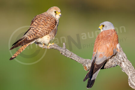Rötelfalke (Falco naumanni)