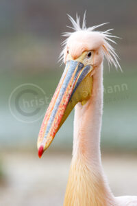 Rosapelikan (Pelecanus onocrotalus)
