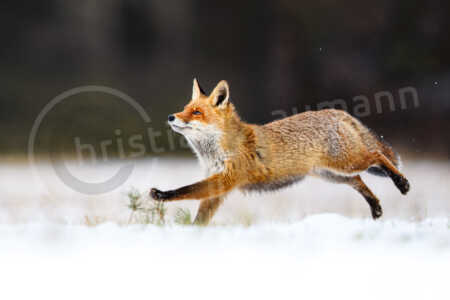 Rotfuchs (Vulpes vulpes) Rotfuchs (Vulpes vulpes)