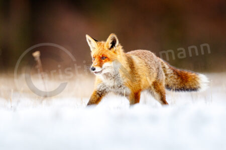 Rotfuchs (Vulpes vulpes)