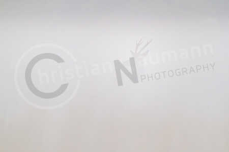 Ein Rothirschspießer im Nebel Rothirsch (Cervus elaphus)