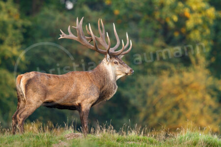 Rothirsch (Cervus elaphus)