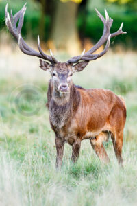 Rothirsch (Cervus elaphus)