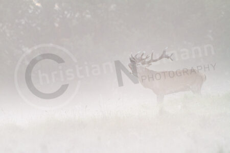 Rothirsch (Cervus elaphus)