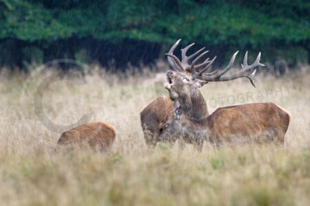 Rothirsch (Cervus elaphus)