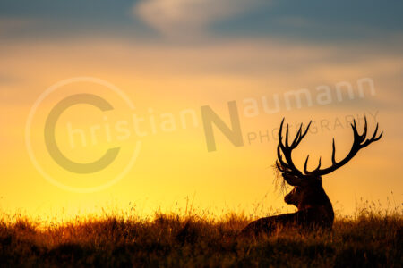 Rothirsch (Cervus elaphus)