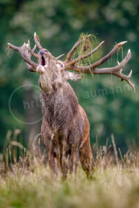 Rothirsch (Cervus elaphus)