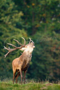 Ein Rothirsch (Cervus elaphus) steht auf einer Wiese und röhrt während der Brunftzeit Rothirsch (Cervus elaphus)