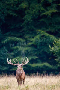 Ein Rothirsch (Cervus elaphus) steht auf einer Wiese und röhrt während der Brunftzeit Rothirsch (Cervus elaphus)