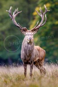 Ein kapitaler Rothirsch (Cervus elaphus) steht während der Brunftzeit der Rothirsche im Herbst auf einer Wiese. Rothirsch (Cervus elaphus)