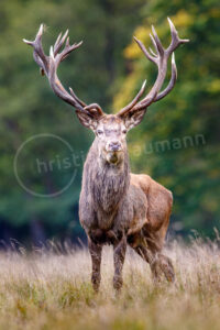 Rothirsch (Cervus elaphus)