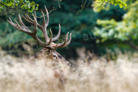 Ein kapitaler Rothirsch wärend der Brunftzeit im Herbst Rothirsch (Cervus elaphus)