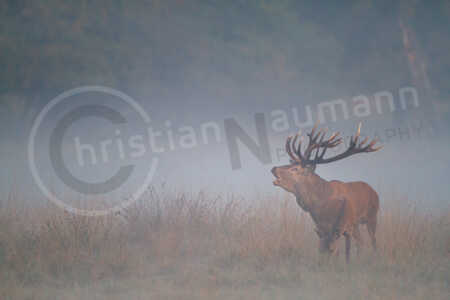 Ein kapitaler Rothirsch wärend der Brunftzeit im Herbst Rothirsch (Cervus elaphus)