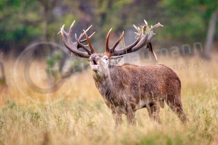 Rothirsch (Cervus elaphus)