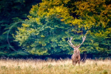 Rothirsch (Cervus elaphus)