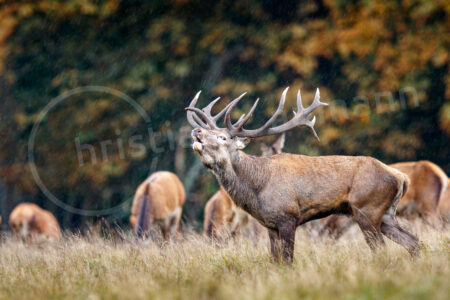 Rothirsch (Cervus elaphus)