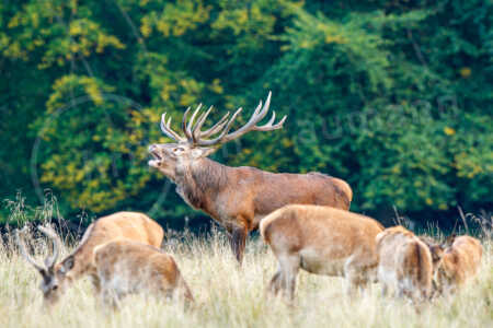 Ein männlicher Rothirsch (Cervus elaphus) mit Rothirschkühen auf einer Wiese. Rothirsch (Cervus elaphus)