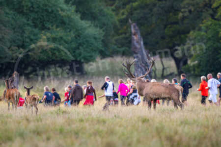 Ein kapitaler Rothirsch wärend der Brunftzeit im Herbst schaut einer Gruppe Läufer hinterher Rothirsch (Cervus elaphus)