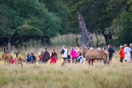 Rothirsch (Cervus elaphus)