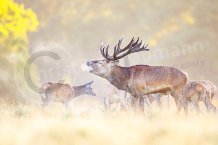 Rothirsch (Cervus elaphus)