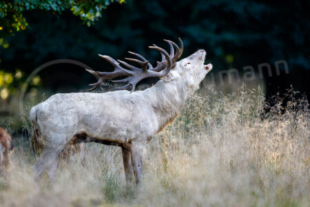 Rothirsch (Cervus elaphus)