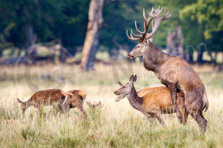 Rothirsch (Cervus elaphus)