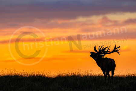 Ein Rothirsch (Cervus elaphus) während der Brunftzeit der Rothirsche im Herbst im Sonnenuntergang. Rothirsch (Cervus elaphus)